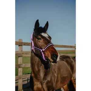 Halster voor paarden Equithème Strass image-1