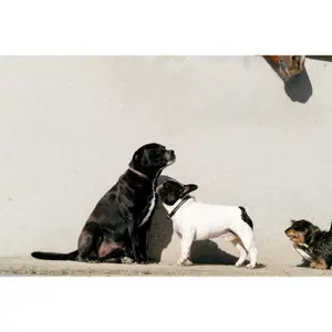 Hundehalsbånd og snor Equithème Max image-2