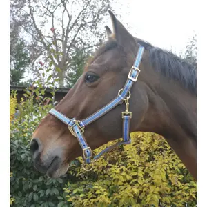 Halfter Equithème Polyfun image-0