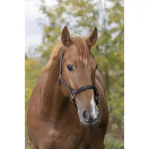 Halfter Equithème Tendance image-1