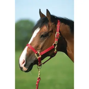 Licol pour cheval Equithème Nylon image-1