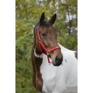 Licol pour cheval Equithème Nylon image-2