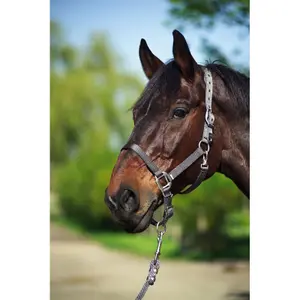 Licol pour cheval Equithème Nylon image-1