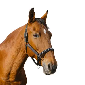 Nylon horse halter Equithème Domino