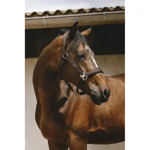 Halfter für Pferd Equithème Jacquard image-2