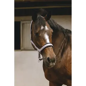 Halfter für Pferd Equithème Jacquard image-2