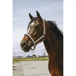 Halfter für Pferd Equithème Jacquard image-2