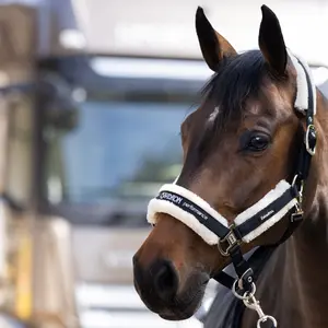 Halter for horse Eskadron Borrego 420700 834 image-2