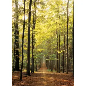 1000 piece puzzle forest path Eurographics image-1