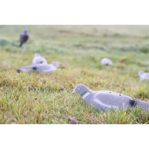 Media carcasa de paloma EUROHUNT image-0