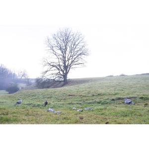 Pigeon leurre floqué à corps plein EUROHUNT image-3