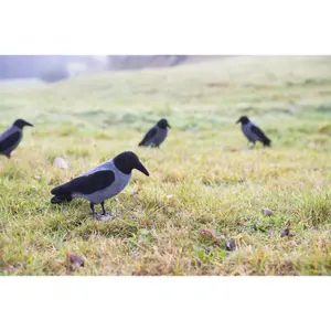 Corvo EUROHUNT image-1