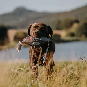 Mannequin d'entraînement apportable EUROHUNT HP&G image-2