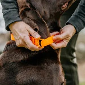 Hundehalsband EUROHUNT HP&G image-1