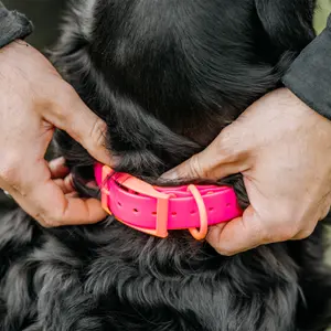 Hondenhalsband EUROHUNT HP&G image-1