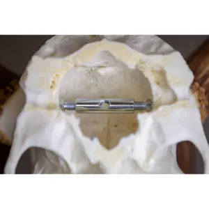 Suporte para troféus de camurça EUROHUNT image-1