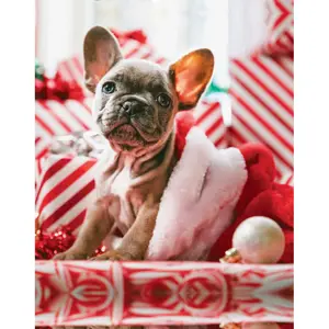 Boxer Pull-in fashion 2 doggoxmas image-2