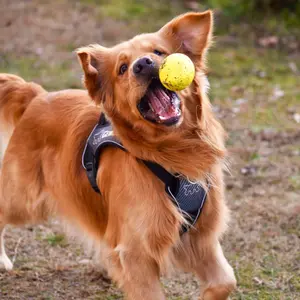 Pelota de juguete para perro Ferplast Chewa Boing image-1