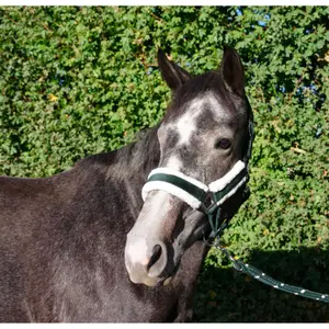 Halter and lead rope set for horse Flags&Cup Jamsa image-0