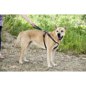 Pasy bezpieczeństwa do samochodu Flamingo Duma image-2