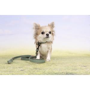 Hundhalsband Flamingo Leano image-4