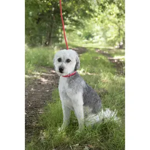 Trela anti-puxão para cães Flamingo Aiden image-2