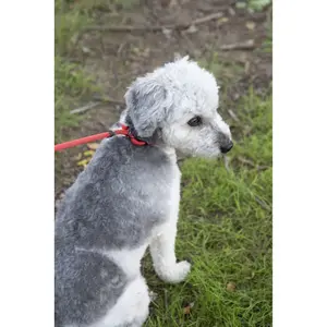 Trela anti-puxão para cães Flamingo Aiden image-3