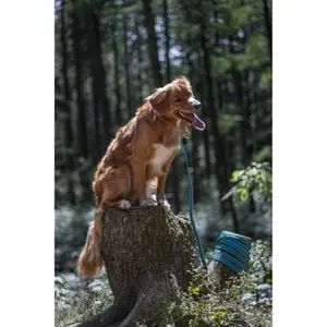 Trænings- og sporingslina til hunde Flamingo Xeno image-2