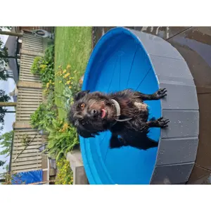 Piscina redonda para cão Flamingo Sprinkle image-3