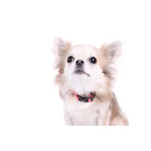 Dog collar Flamingo Noekie image-3