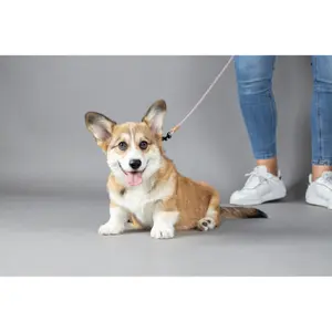 Correa para perros Flamingo Malibu image-1