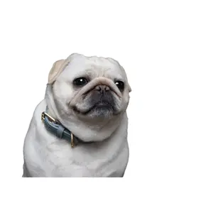 Collier pour chien Flamingo Virginia image-3