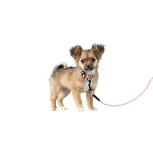 Training and tracking leash for dogs Flamingo Dolly image-1