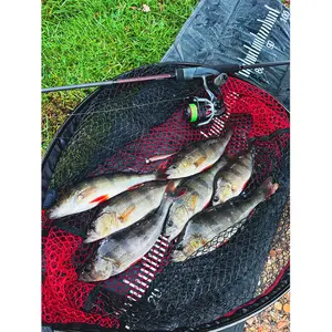 Lure packs Fox Rage Tiddler (x4) image-4