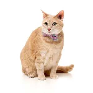 Bandana für Katze FuzzYard Meowcarons image-2