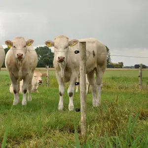 Isolatoren voor bs super houten elektrische schroefhekken Gallagher (x100) image-2