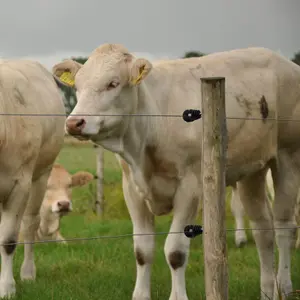 Isolatoren voor bs super houten elektrische schroefhekken Gallagher (x100) image-3