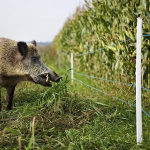 Schnur für synthetische Zäune Gallagher TurboLine (x2) image-3