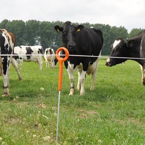 Pfahl mit verstärktem Ring Gallagher (x10) image-3