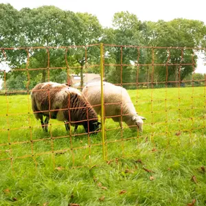 Filet moutons Gallagher image-1