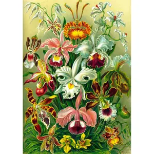 1000-piece puzzle Good Loot Ernst Haeckel Orchid image-0