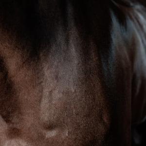 Shining gel for horses Grooming Deluxe image-5