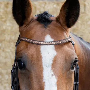 Σέσουλα ιππασίας με συνδυασμένη μασέλα Harry's Horse Copper image-1
