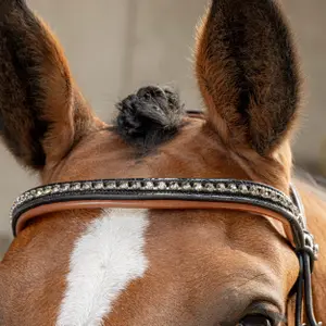 Σέσουλα ιππασίας με συνδυασμένη μασέλα Harry's Horse image-1