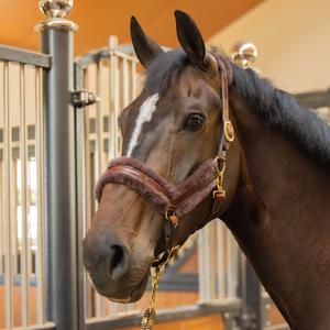 Cavalo em couro anatômico Harry's Horse Furry Matt image-2