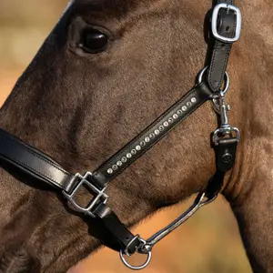 Halter for horse Harry's Horse image-1