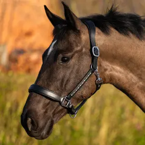 Halter for horse Harry's Horse image-2
