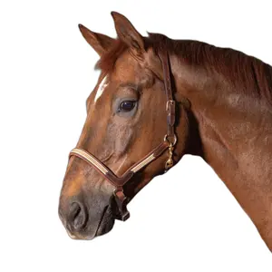 Cavezza in cuoio Harry's Horse Flash image-0