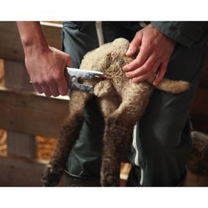 Anillos de goma Heiniger Elastrator (x100) image-0