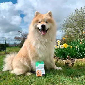 Hygiensäker behandling mot parasiter hund Héry image-2